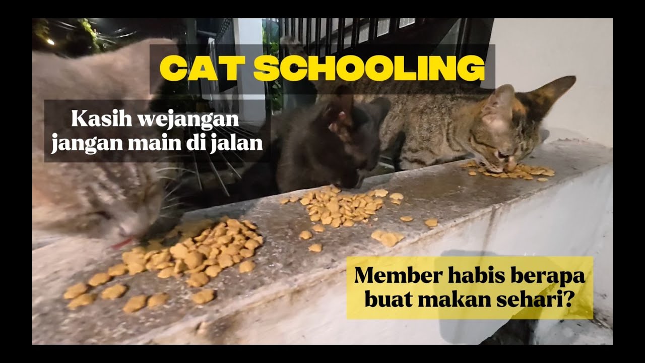 Wejangan buat member Cat Schooling | Makanan mereka habis berapa sehari?