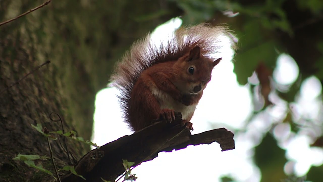 South Coast Special Epilogue - Isle of Wight Red Squirrels 2