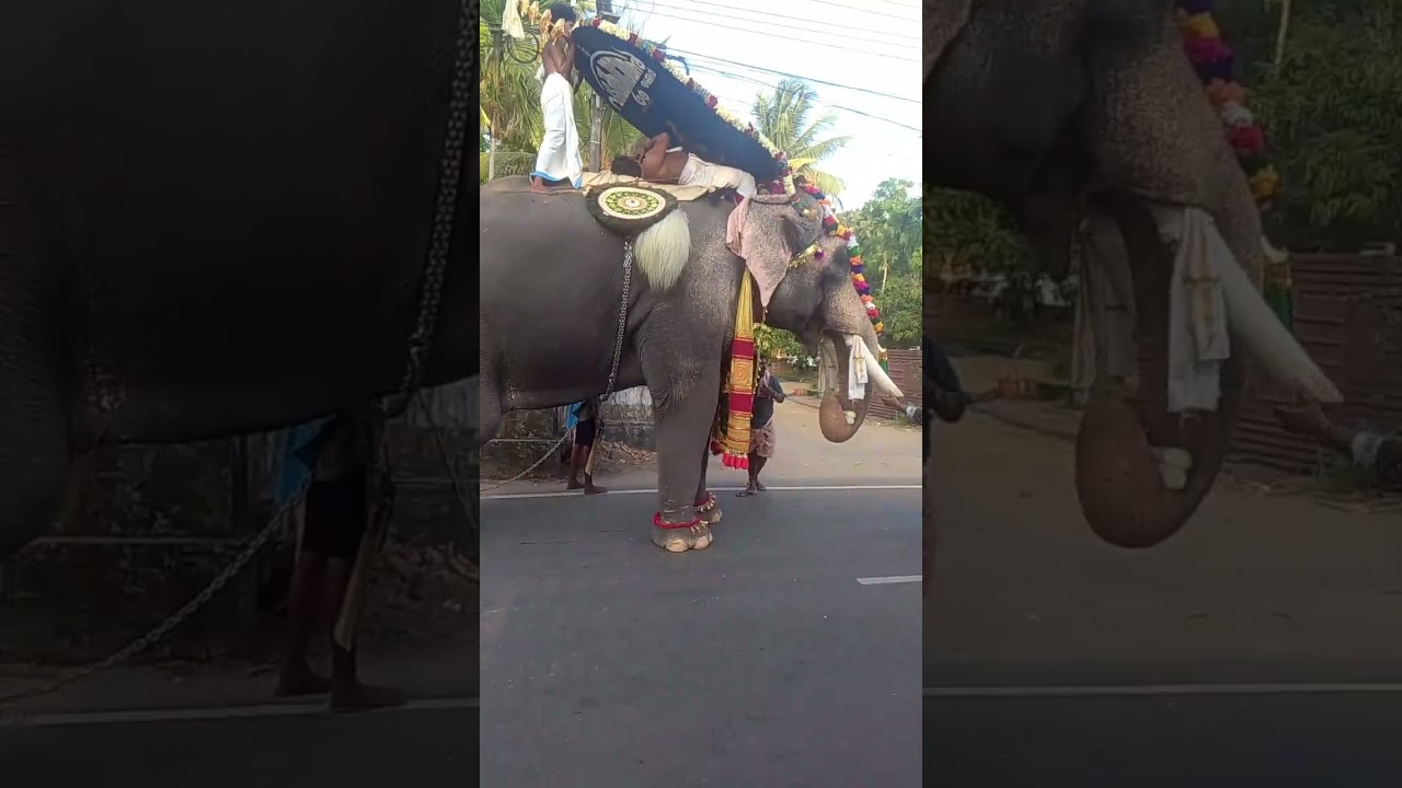 ശ്രീ രത്നം തുളസ്യാദി ഓയിൽ അന്തിക്കാട്  പുത്തമ്പുള്ളി കാവ് ഭഗവതി ക്ഷേത്രത്തിലെ പൂരാഘോഷം🙏🙏🙏