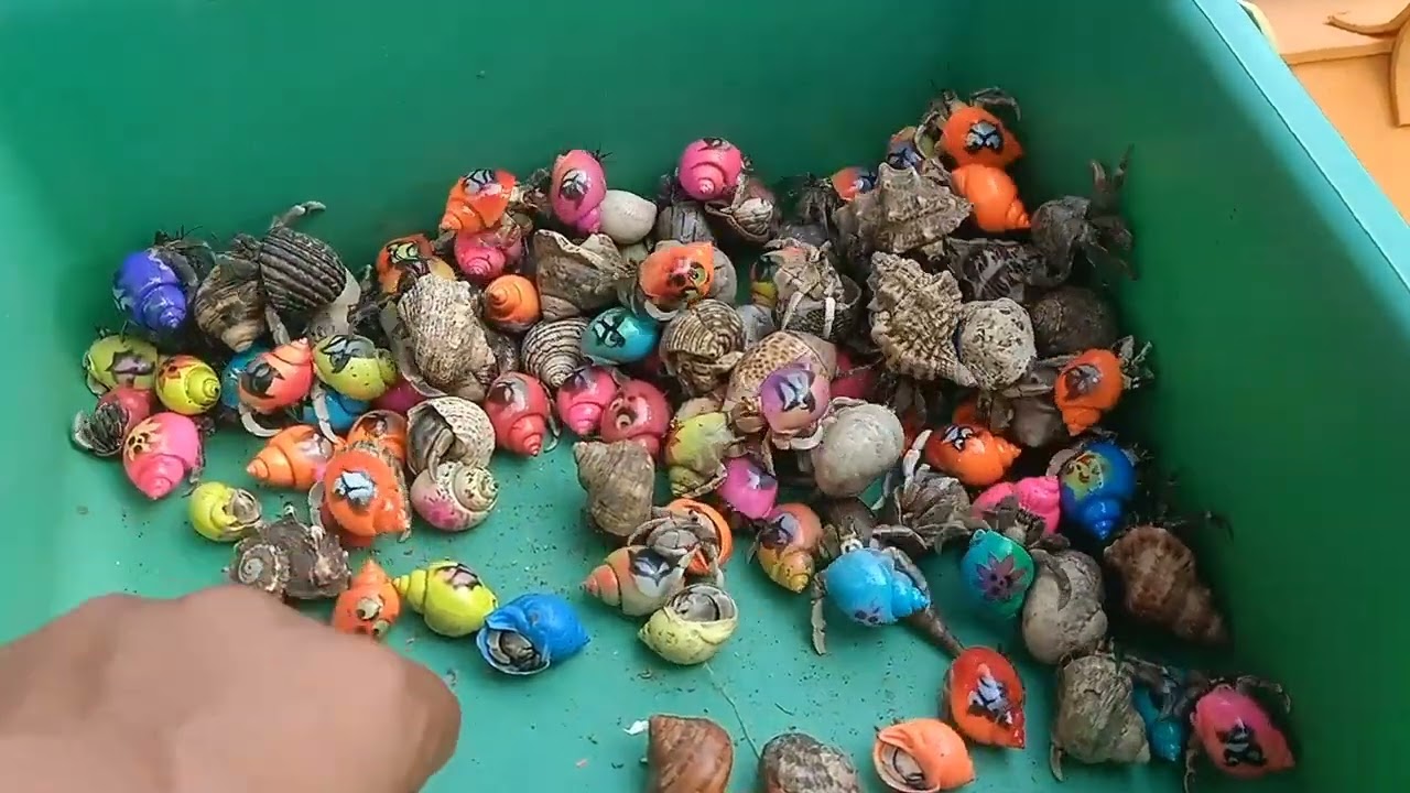 MENCARI DAN MENEMUKAN IKAN SIPUT KOI BESAR/KELOMANG/KUMANG DI HUTAN BAKAU MALAM HARI❗❗❗