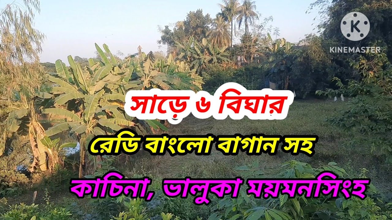 সাড়ে ৬ বিঘার বাগান সহ বাংলো বিক্রয়।। ভালুকা ময়মনসিংহ#asset seller#garden sale valuka moymonsingh