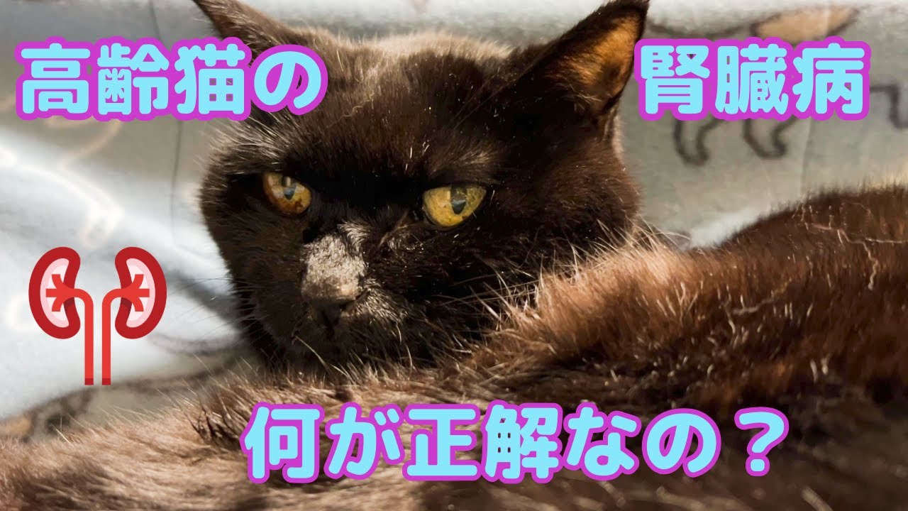 高齢猫が腎臓病と診断された、どうしようか…#老猫 #腎臓