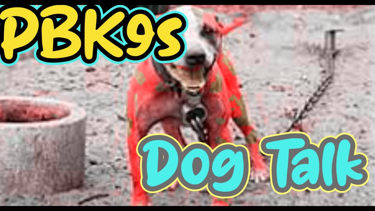 The Mysteries of Morgans Voodoo Special Guest Interview #apbtlove #workingdog #dog
