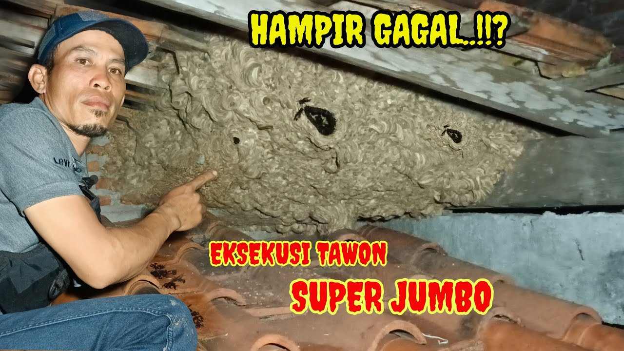 WASP EXECUTION..!! BONGKAR SARANG TAWON super JUMBO.. HAMPIR GAGAL..!!?