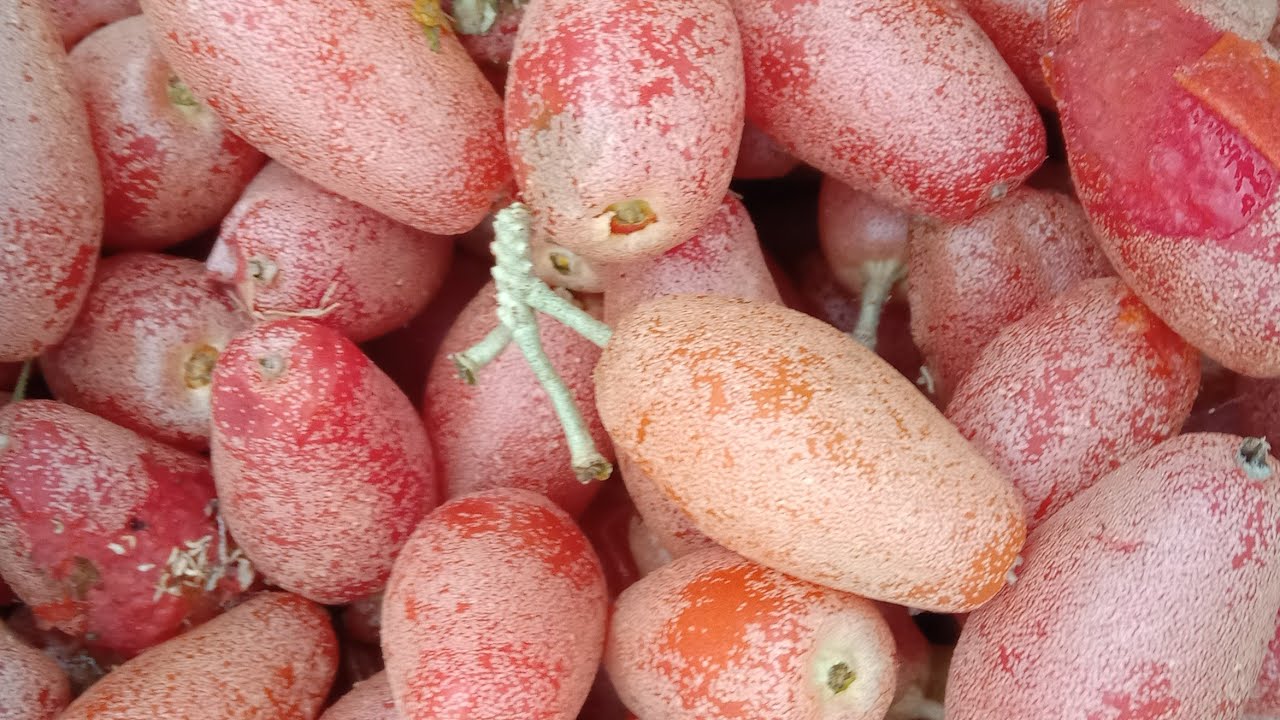 Elaeagnus or silverberry&nbsp;or&nbsp;oleaster #haiyai