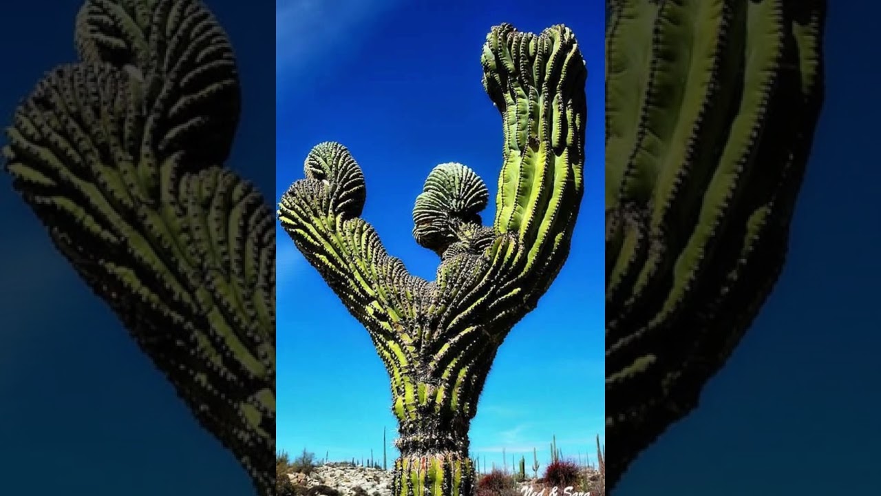 Cactus🌵gigantes😱🤓