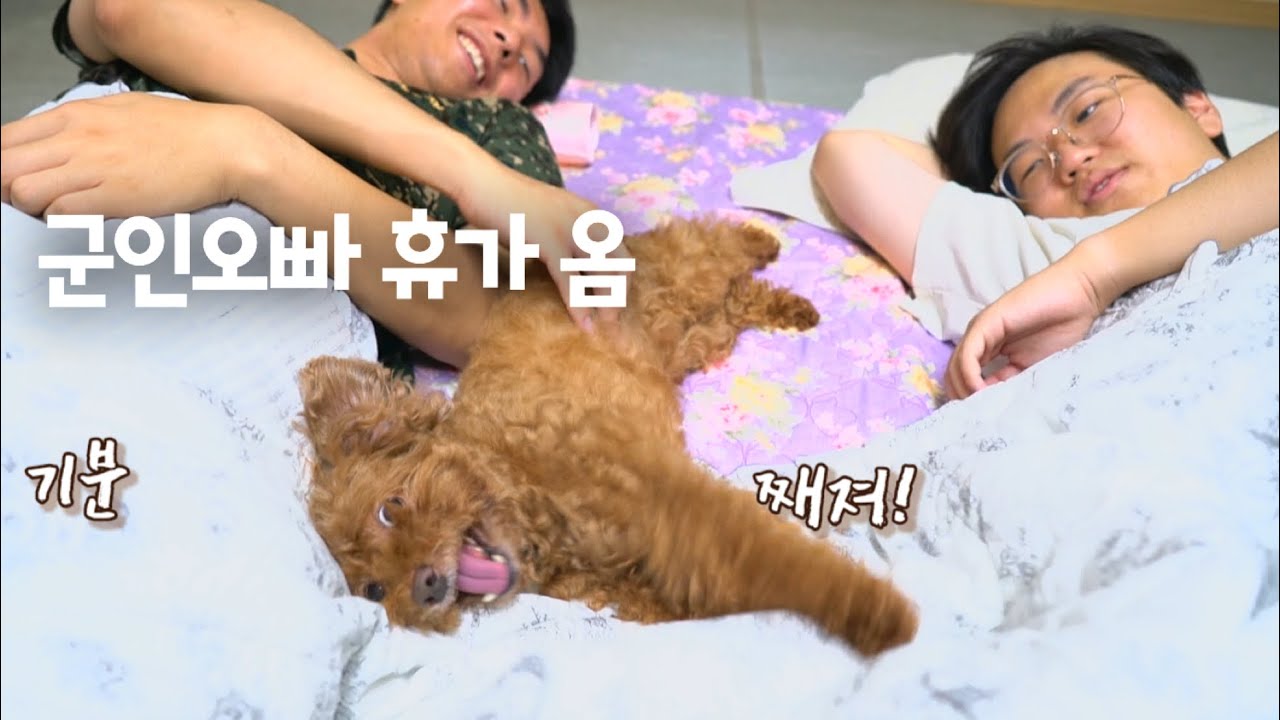 군인 오빠가 휴가 오자 너무 좋아 어쩔줄 모르는 귀여운 강아지! 강아지는 군인을 다 좋아하나요?ㅎ