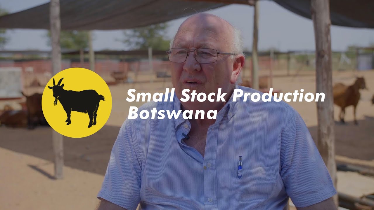 Small Stock Production Botswana   Gold Star Goat Stud Sample scene 2