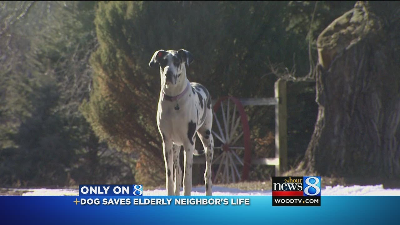 Dog saves neighbor, 89, with broken hip