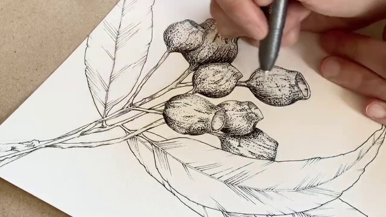 Botanical Illustration | How To Draw Gumnuts (close up version)
