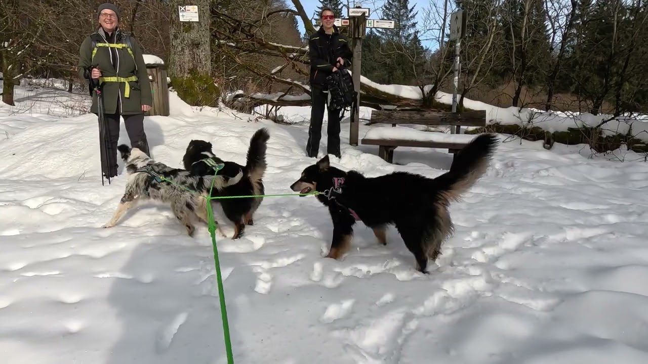 kanukassel-TV: Immer weiter dem SCHNEE auf den Fersen mit 3 wilden Hunden & KICKSPARK im VOGELSBERG
