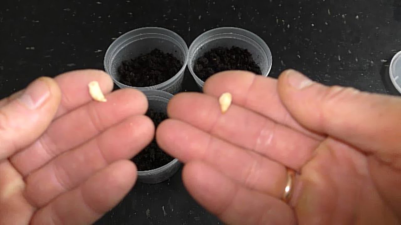 How to Culture Springtails on Peat Moss