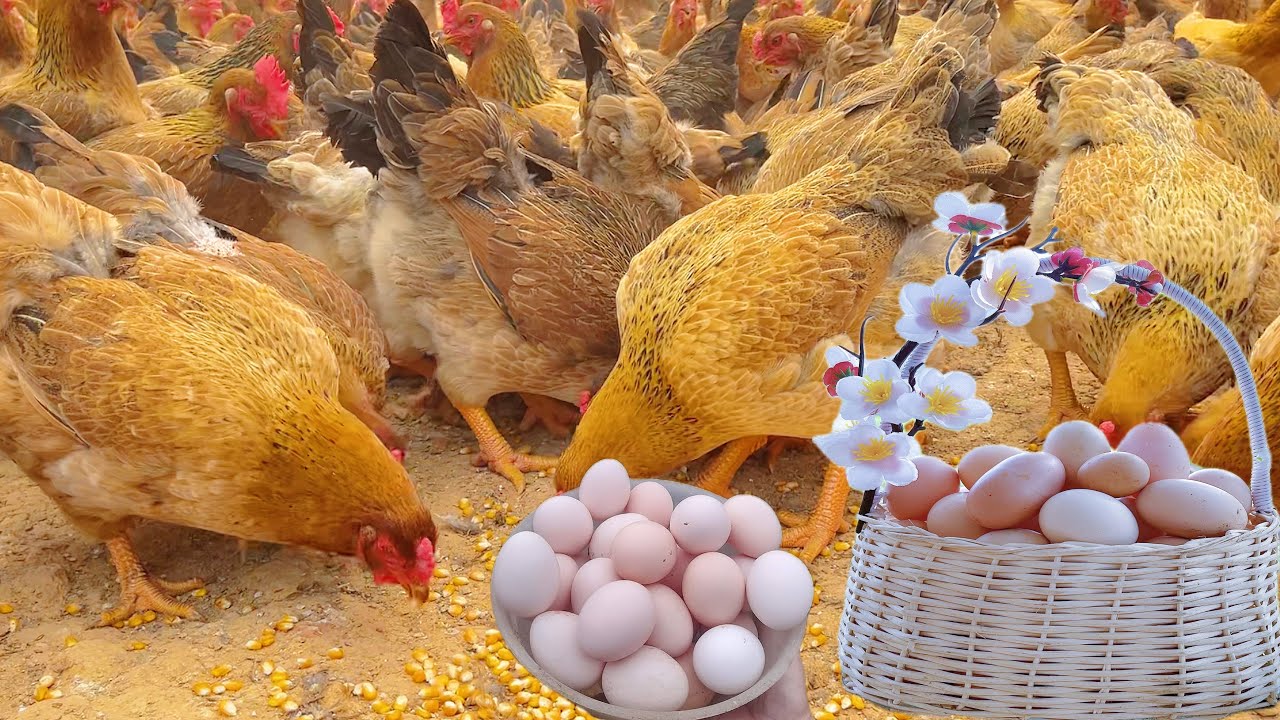 Raising Hens for Egg Laying - Harvest Broiler Chickens - Small scale egg laying hen farm in the city