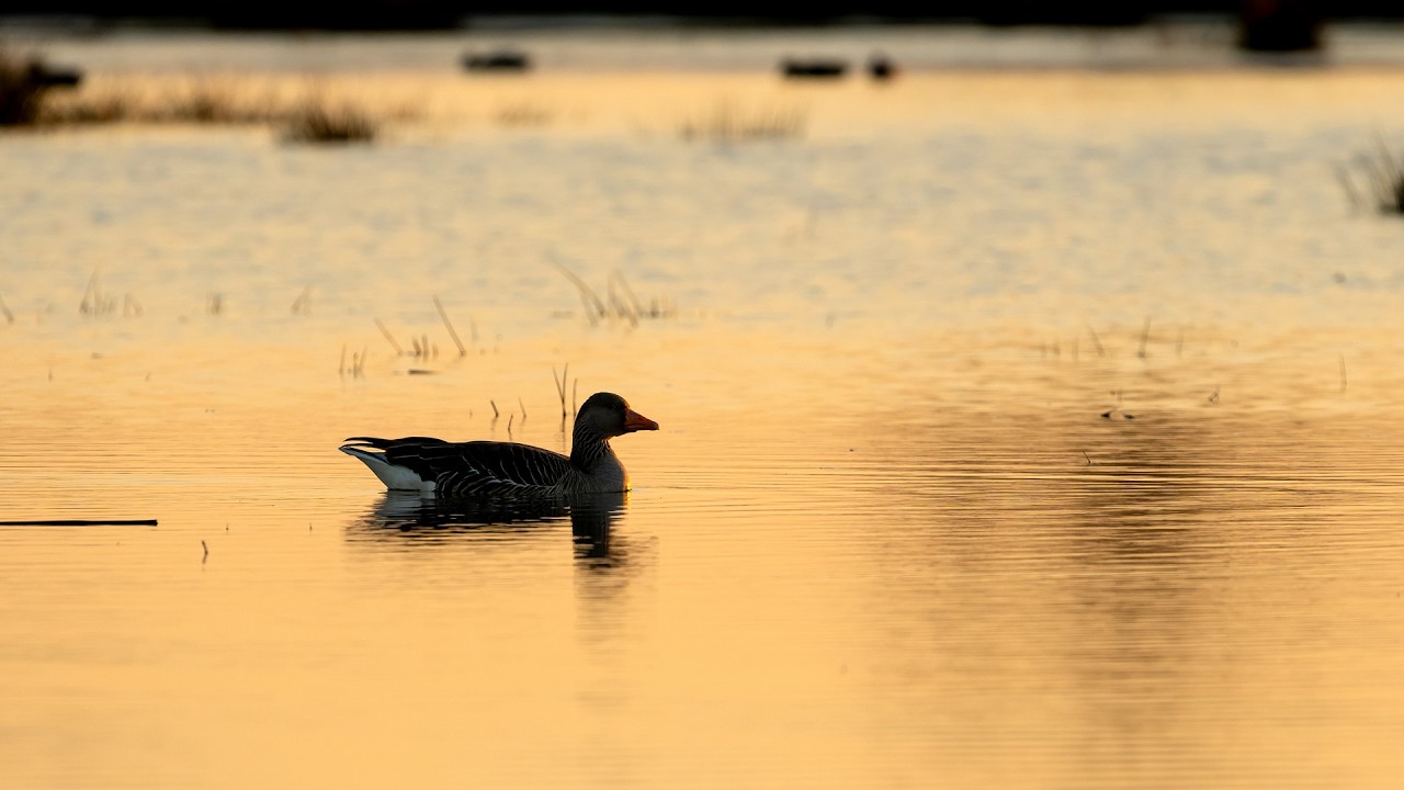Spießente, Grauammer u.a. - Mittlere Horloffaue, Wetterau Teil 2