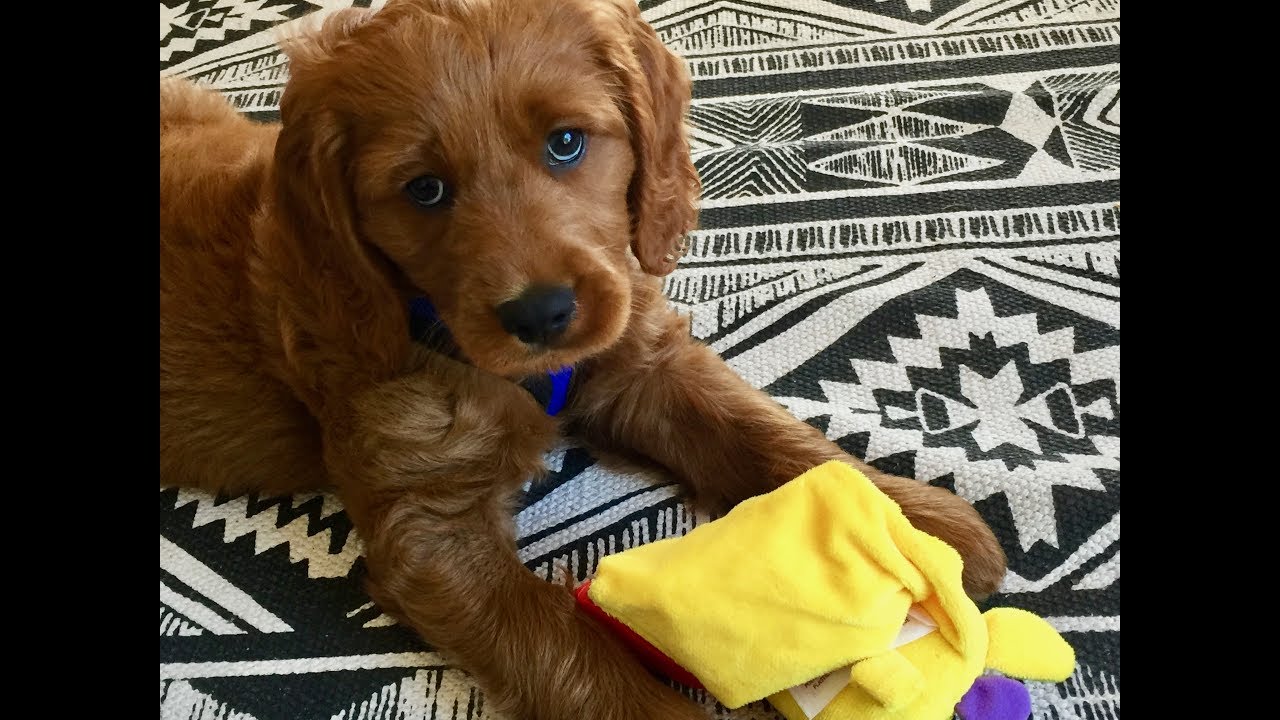 Huge Puppy Haul