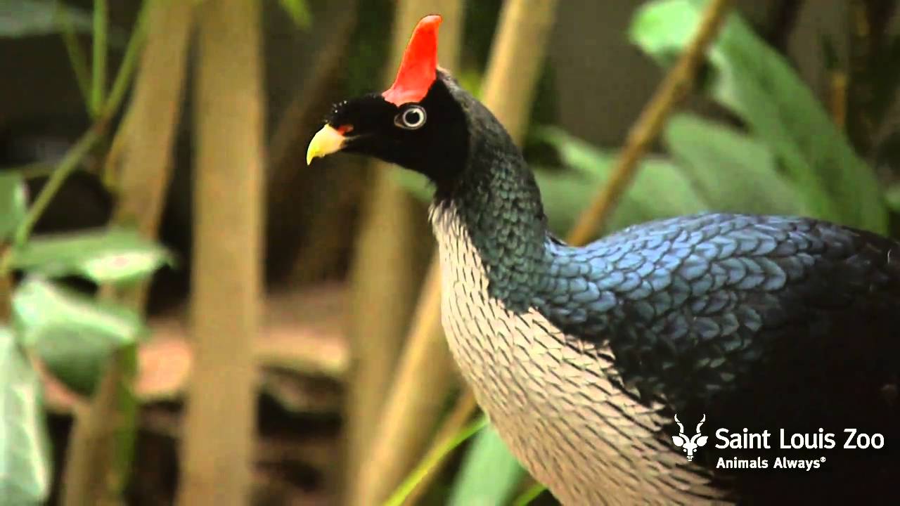Saint Louis Zoo is helping horned guans in Mexico