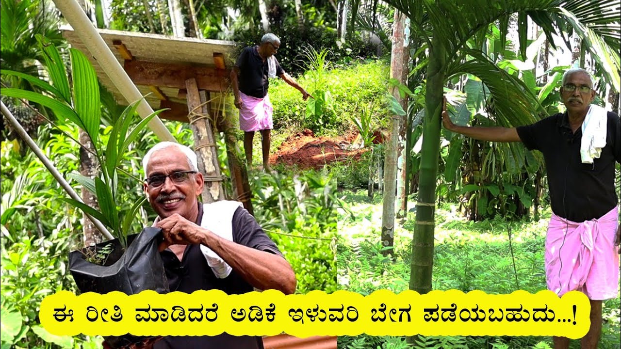Arecanut yield quickly | ಈ ರೀತಿ ಮಾಡಿದರೆ ಅಡಿಕೆ ಇಳುವರಿ ಬೇಗ ಪಡೆಯಬಹುದು |Kannada vipula news | betel nut