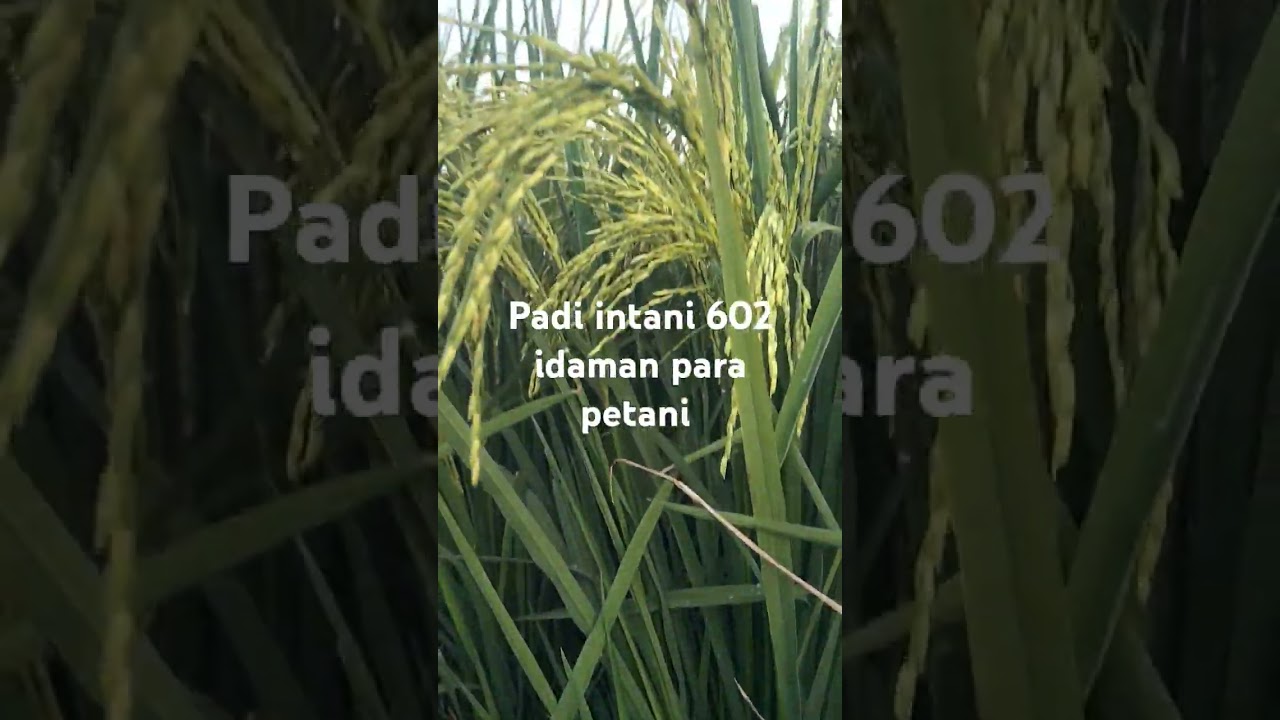 Padi intani 602 / idaman petani 2025