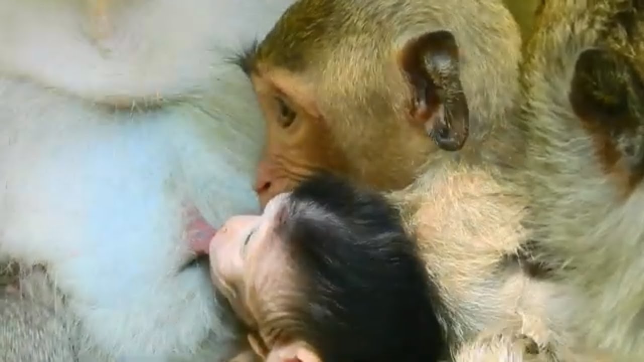 Little Janet steal milk baby Janna, Baby Janna cry when milk was blocked by Janet | Angkor Nature