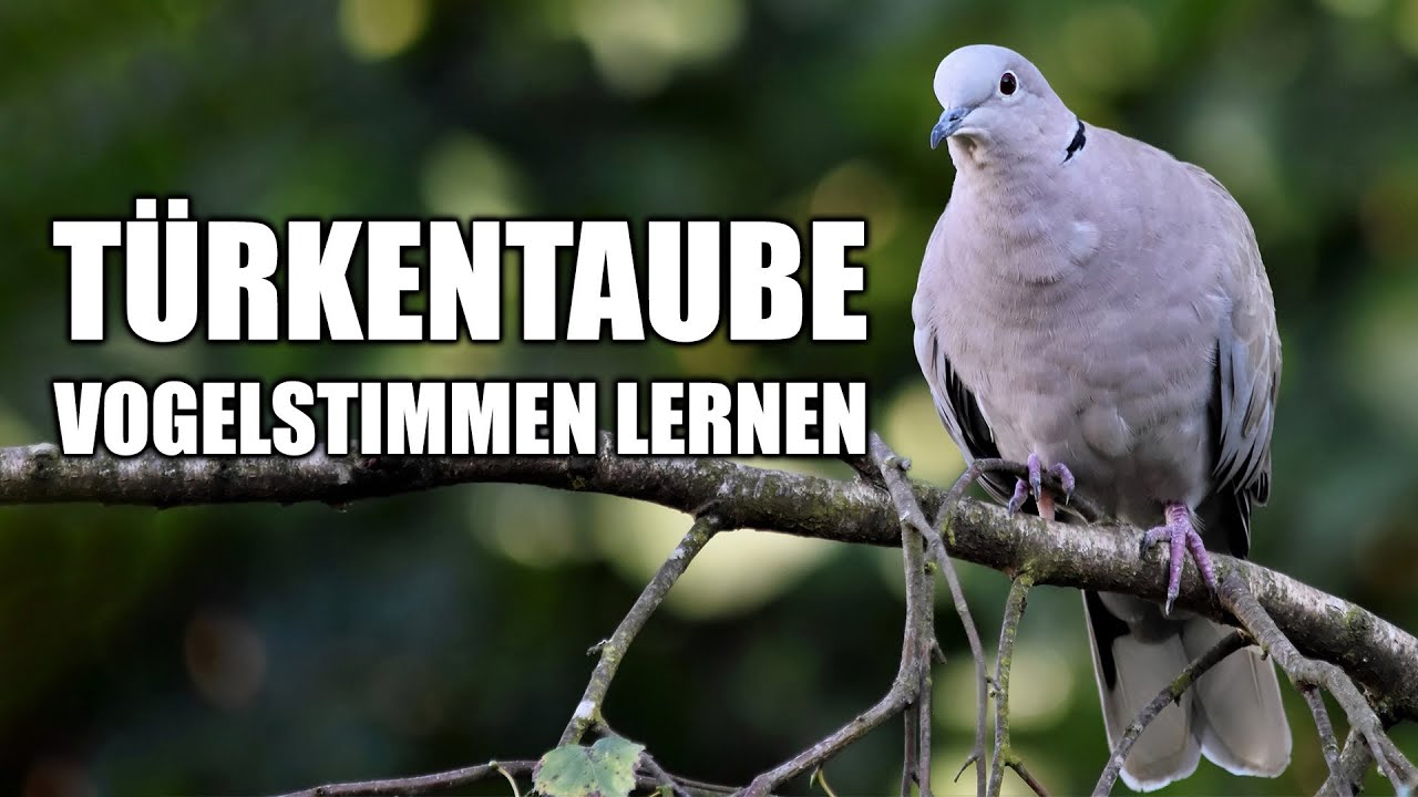 Türkentaube - Vogelstimmen lernen