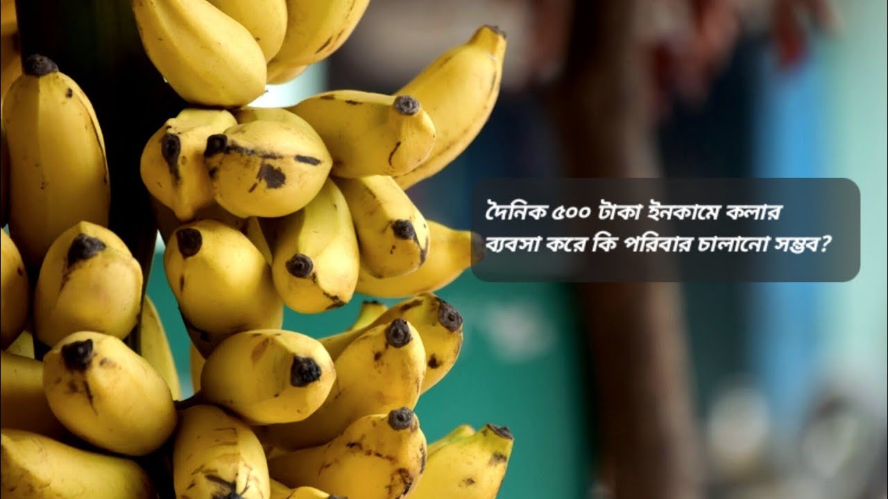 বেকারত্ব দূর করুন উদ্যোক্তা হন।পাকা কলা ব্যবসার কথাকেউ বলবে না।অত্যন্ত লাভজনক ওজনপ্রিয় একটি ব্যবসা।
