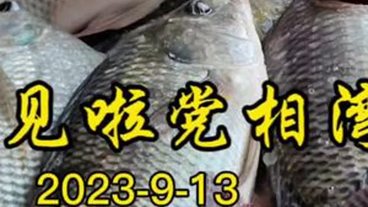 2023-9-13再见啦党相湾#夜钓野钓 #红水河钓鱼 #户外野钓 #鱼钓 #野钓野钓 钓