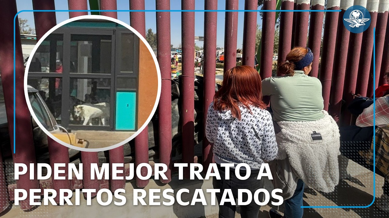 Activistas denuncian pésimas condiciones de perritos rescatados de Refugio Franciscano