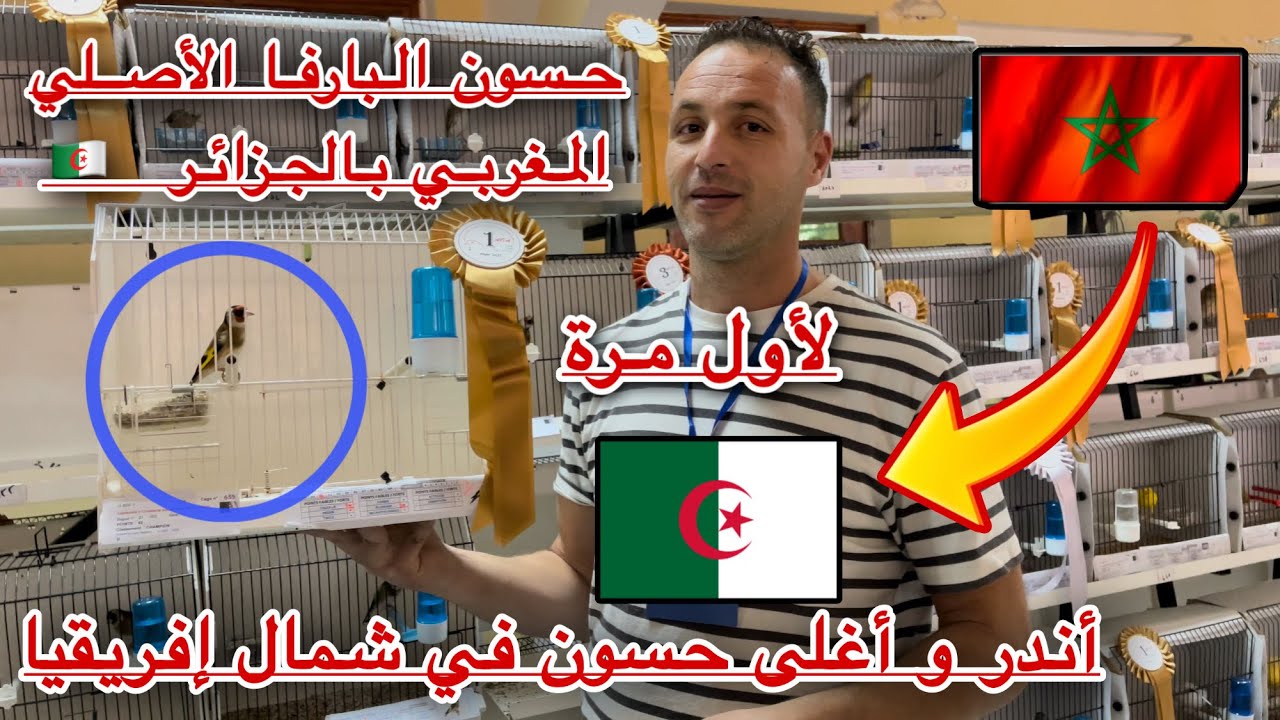 🔴أغلى وأندر حسون بارفا في شمال إفريقيا من أصول مغربية 🇲🇦 يتوج بالمرتبة الأولى في الجزائر  🇩🇿