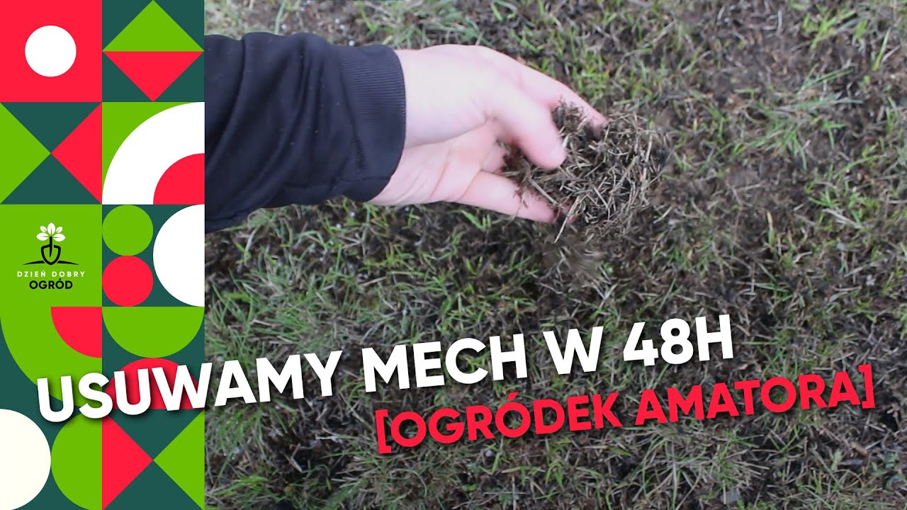 Usuwanie mchu z trawnika w 48h. ŻELAZO - skuteczny i szybki spos&oacute;b