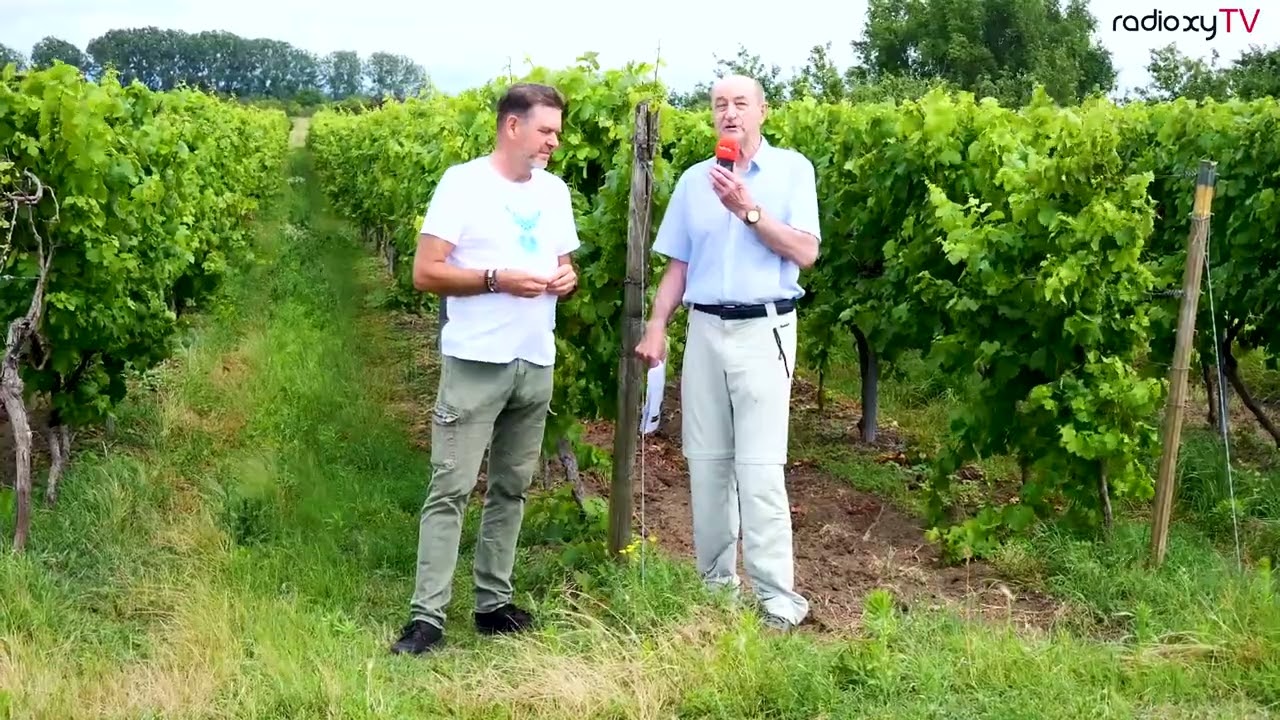 Daniel Burkard - Weinanbau in Guntersblum