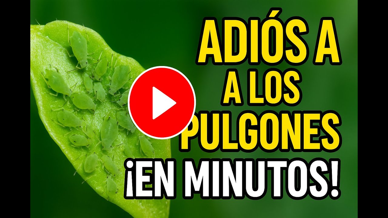 ¡Adiós a los pulgones! 