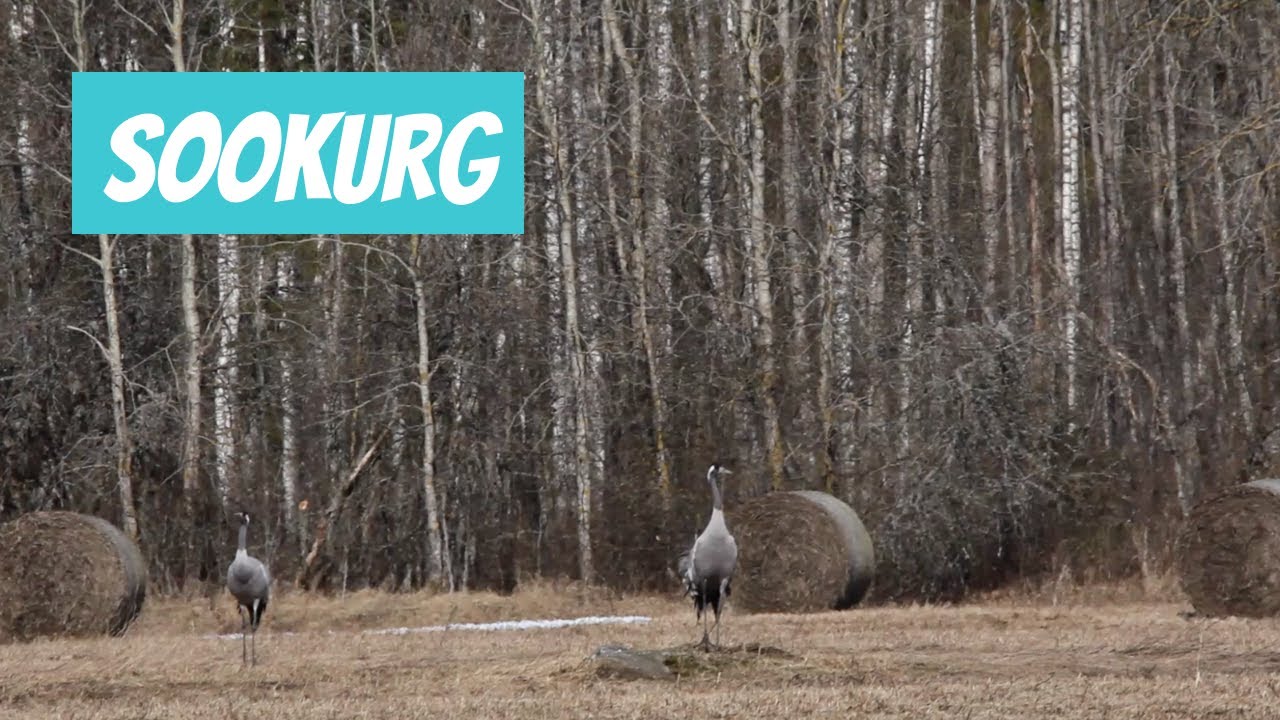 Sookurg (Grus grus; Common Crane)