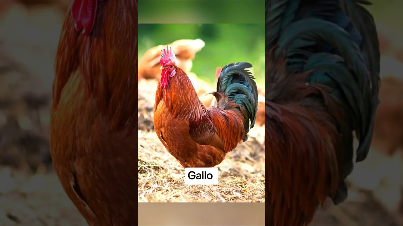 Asi Luc&eacute;n Estos Animales Sin Pelo 🦚😵&zwj;💫 #datoscurisos #curiosidades #animales #animal #gallos