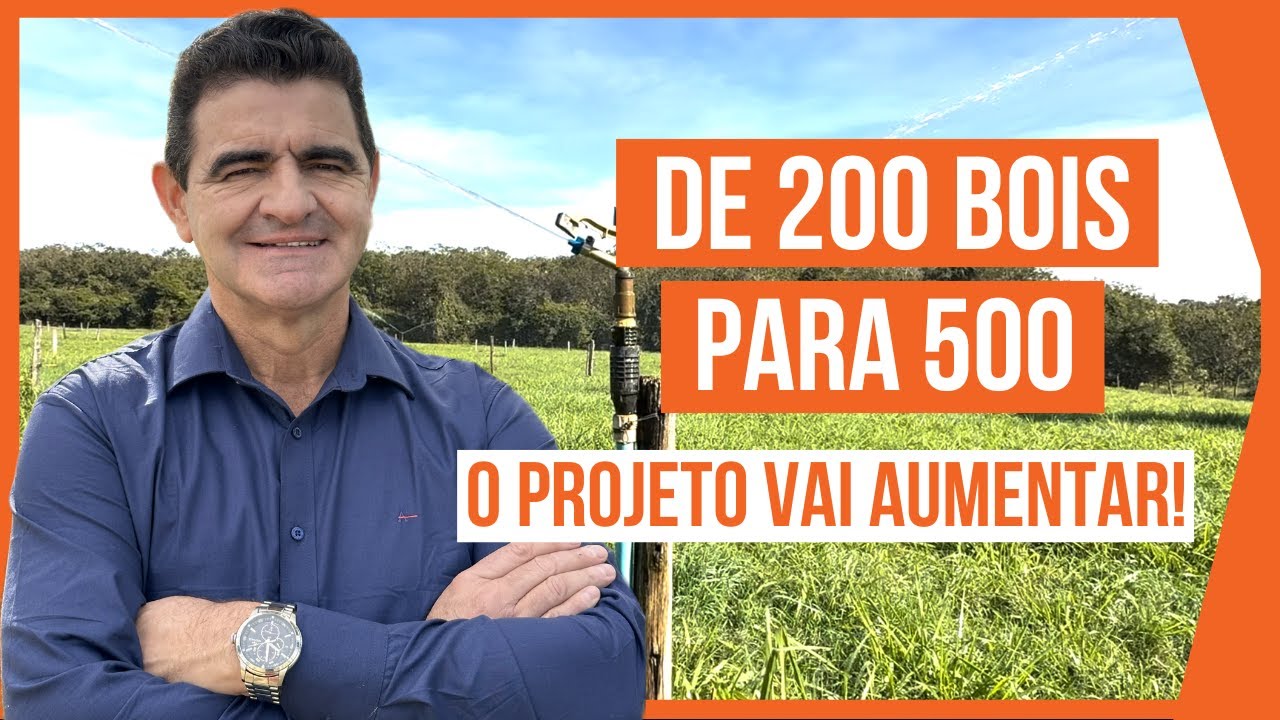 De 200 para 500 BOVINOS DE CORTE - PASTEJO ROTACIONADO ADUBADO e IRRIGADO #parte7
