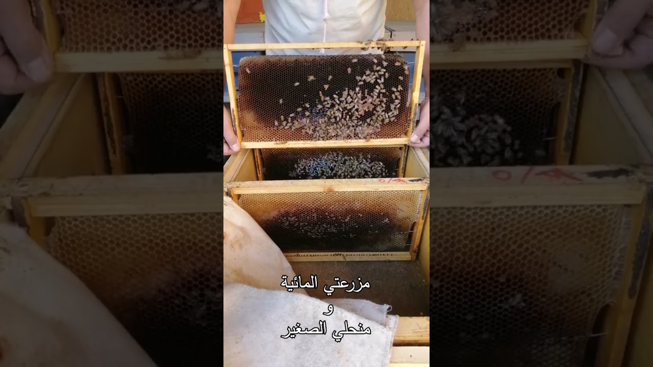 الفرزة السابعة للموسم 2024 وتقرير الخلية وعسل السدر اللذيذ