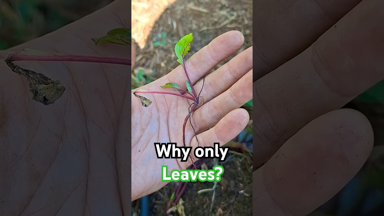 Beets & Radishes Only Growing Leaves Here's Why #shorts #gardening