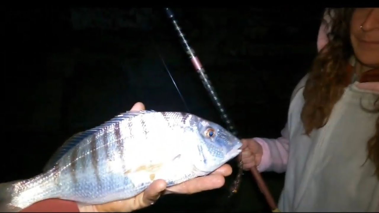 surfcasting dans le bassin d'arcachon ,Dame licorne 🦄 oceane & les marbrés ???? réussira t-elle???