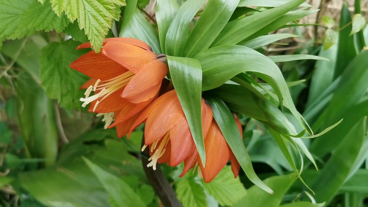 Fritillaria imperialis (Crown Imperial): description and cultivation