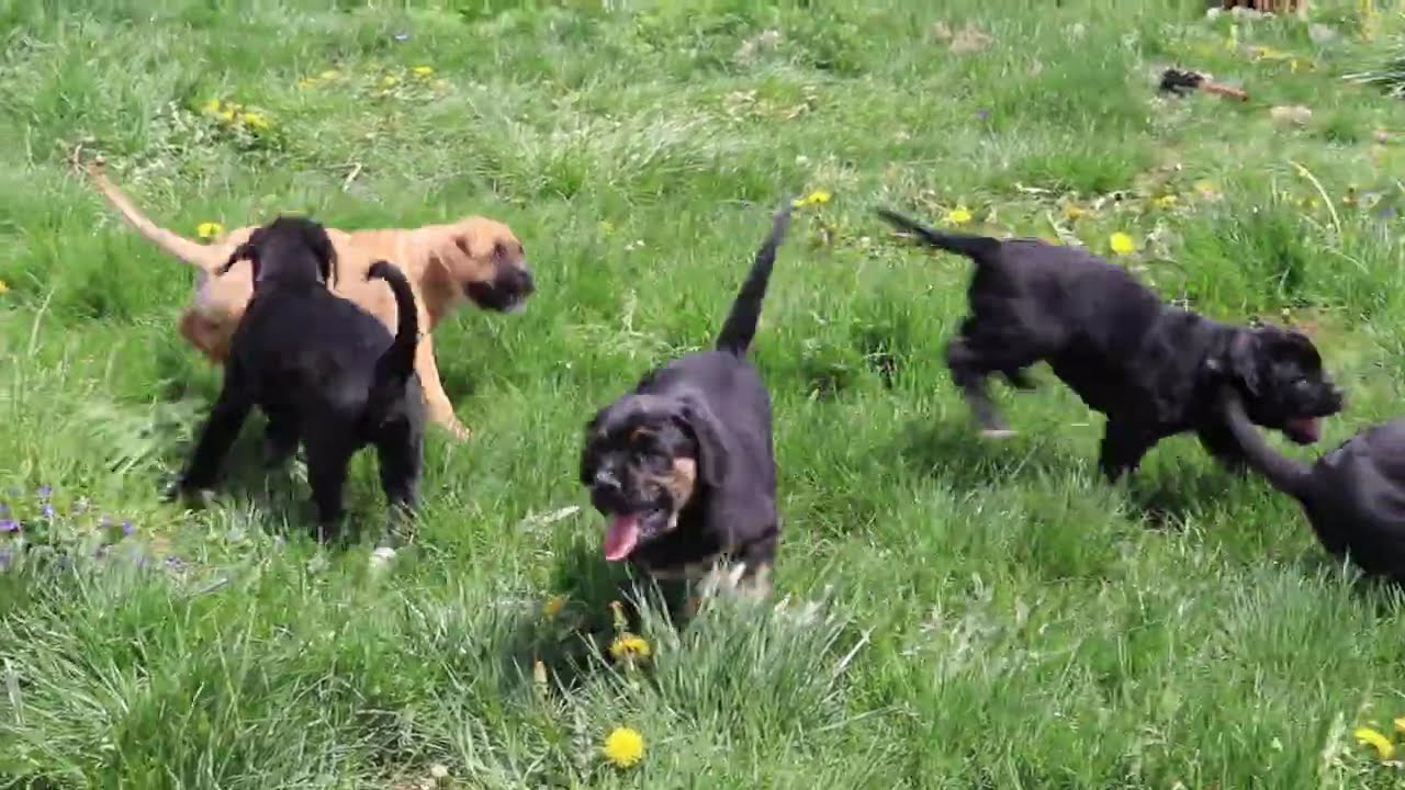 Boxador Puppies For Sale