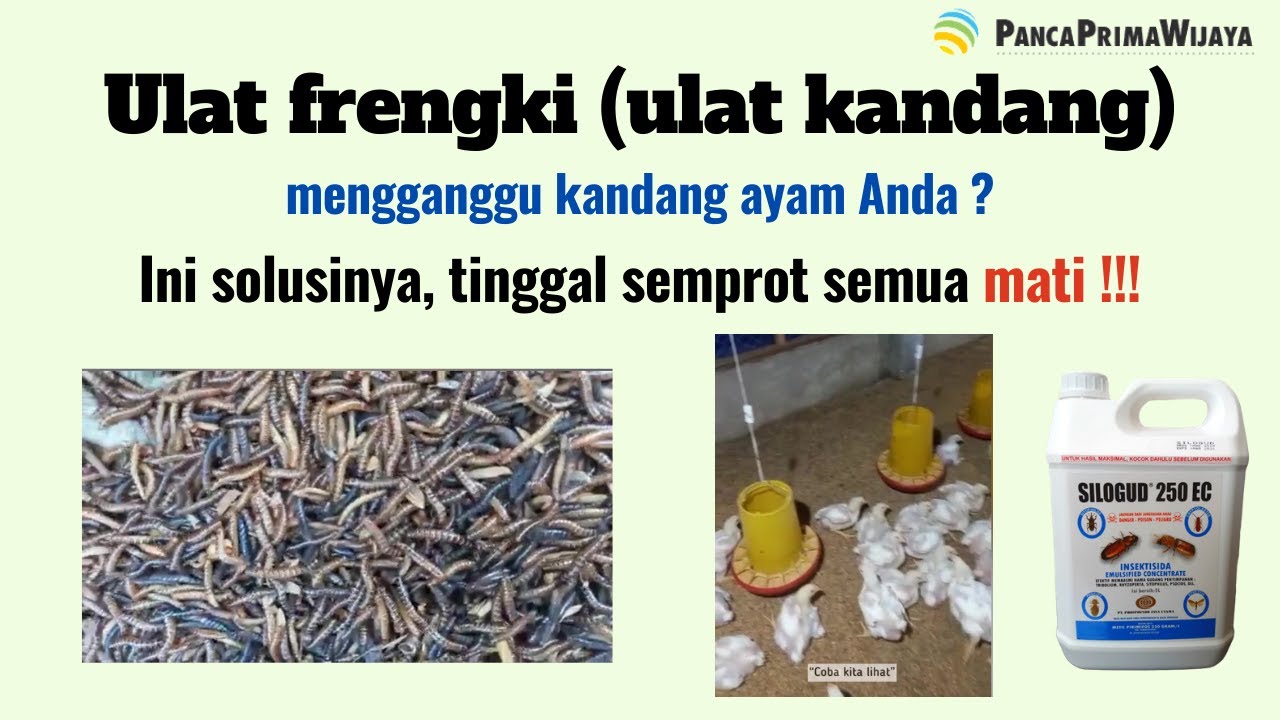 Cara membasmi ulat frengki atau frangky atau ulat ayam di kandang peternakan ayam dengan Silogud