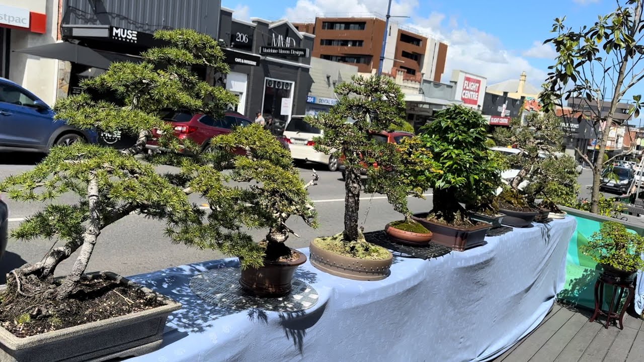 Bonsai on display outdoors - An Banh Mi Vietnamese bakery Ivanhoe Melbourne
