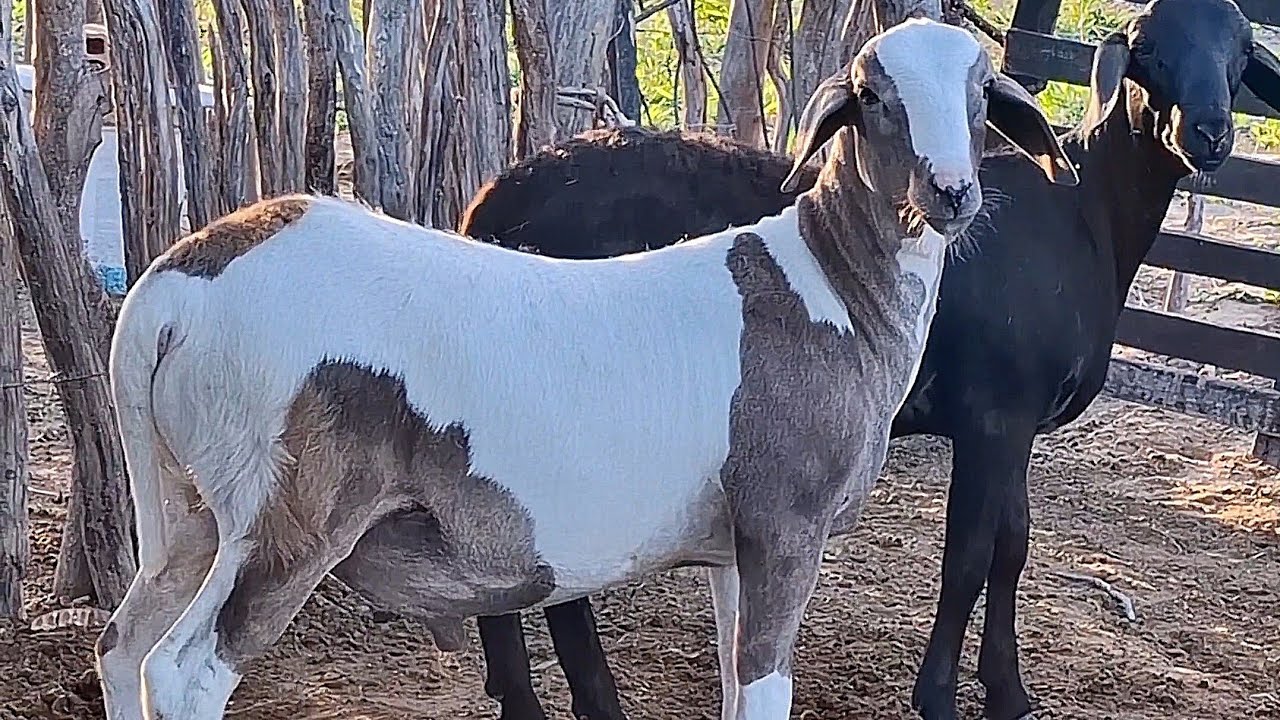 LUCRO QUE OBTIVEMOS NA ENGORDA DE OVINOS DURANTE OS 24 DIAS QUE OS ANIMAIS PASSARAM NO SISTEMA (TIP)