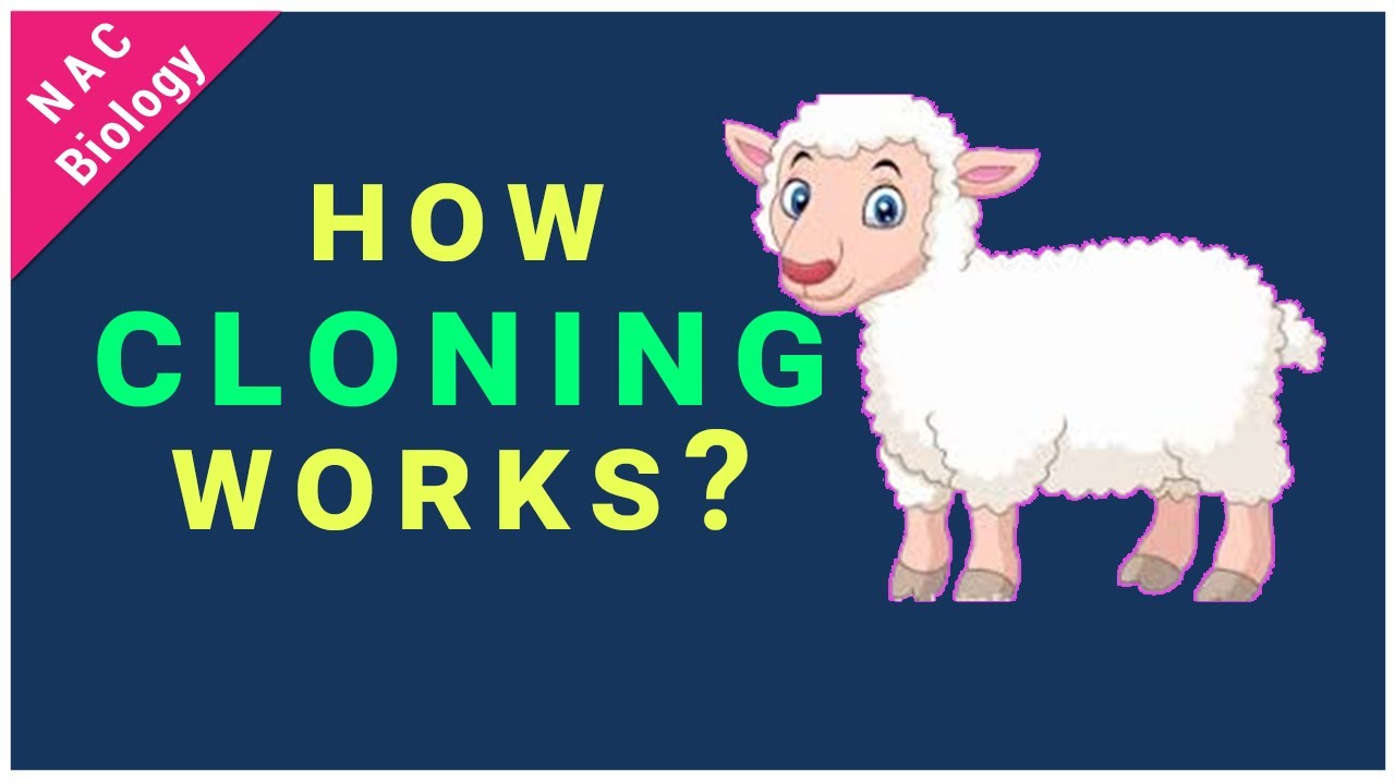 How Cloning Works | Somatic Cell Nuclear Transfer | Cloning of Dolly