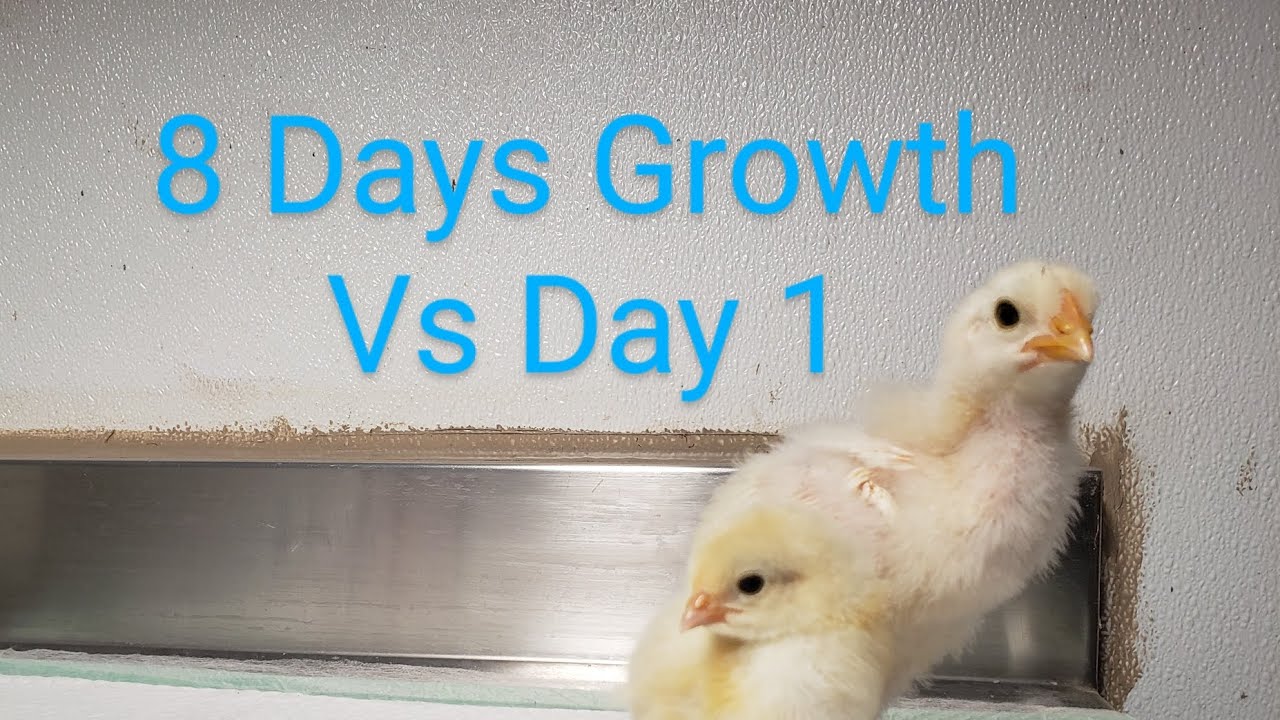 American Bresse - Growth Rate in Week 1