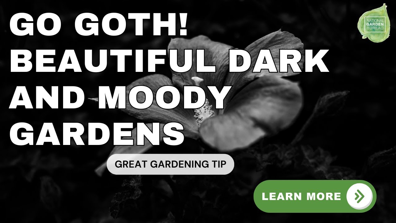 Goth Garden Plants: Must-Have Flowers for a Dark & Dramatic Landscape