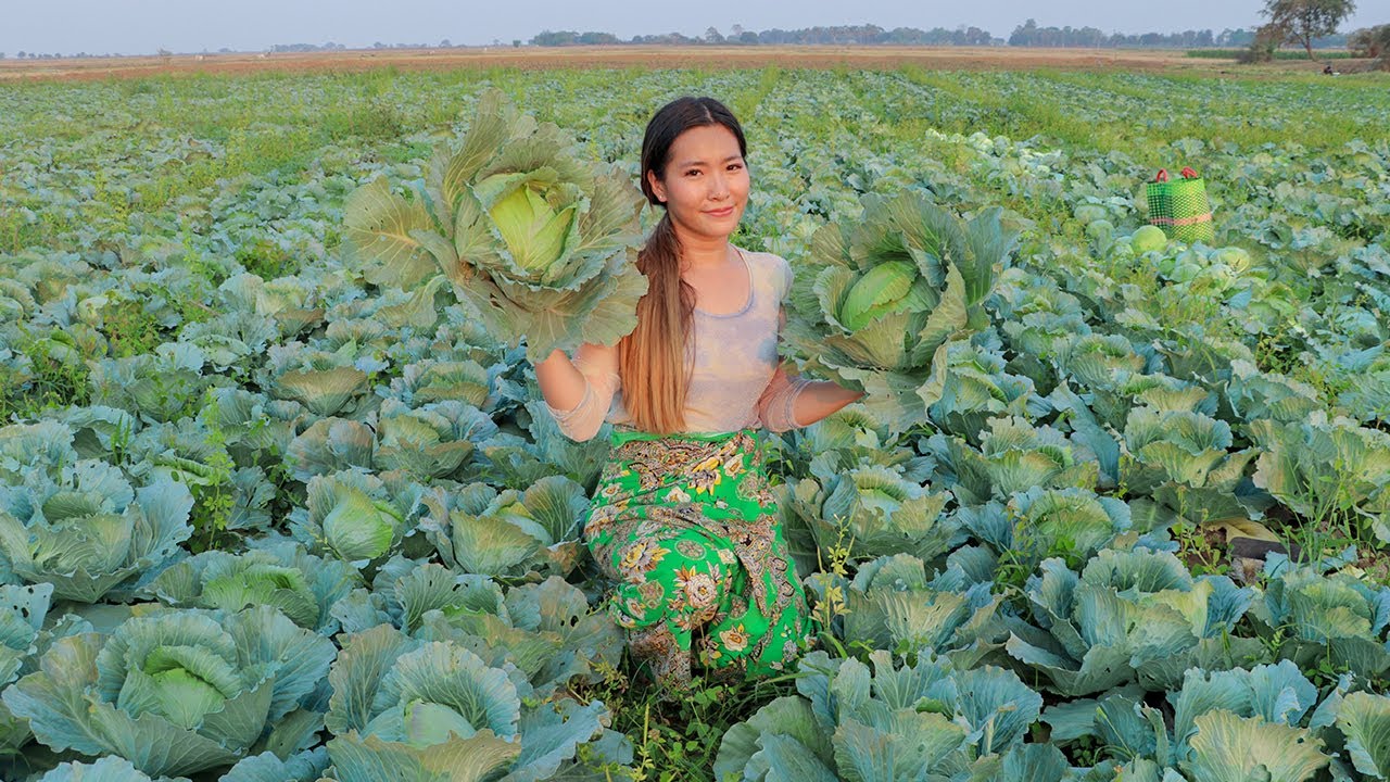 Harvest Cabbages Season In my Village - Cooking Cabbages Soup & Fried with Pork Recipes