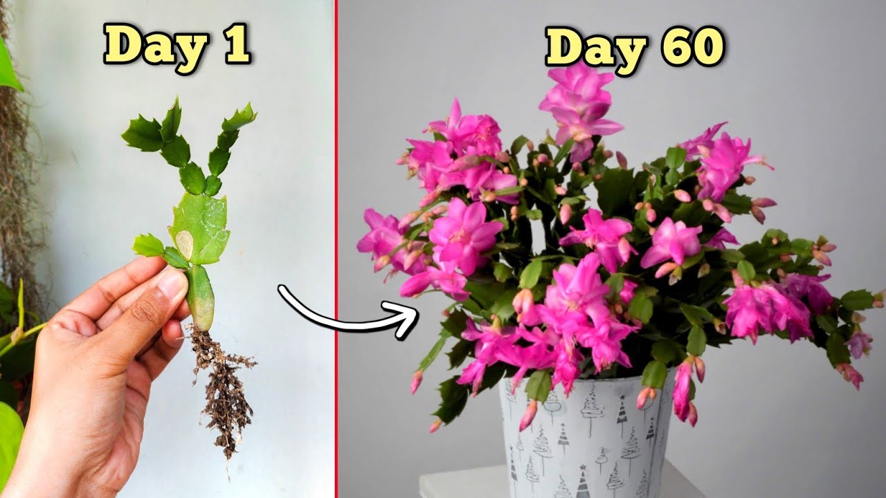 Советы по уходу за рождественским кактусом: подготовьте лучшую почвенную смесь, чтобы получить больше цветов для рождественского кактуса