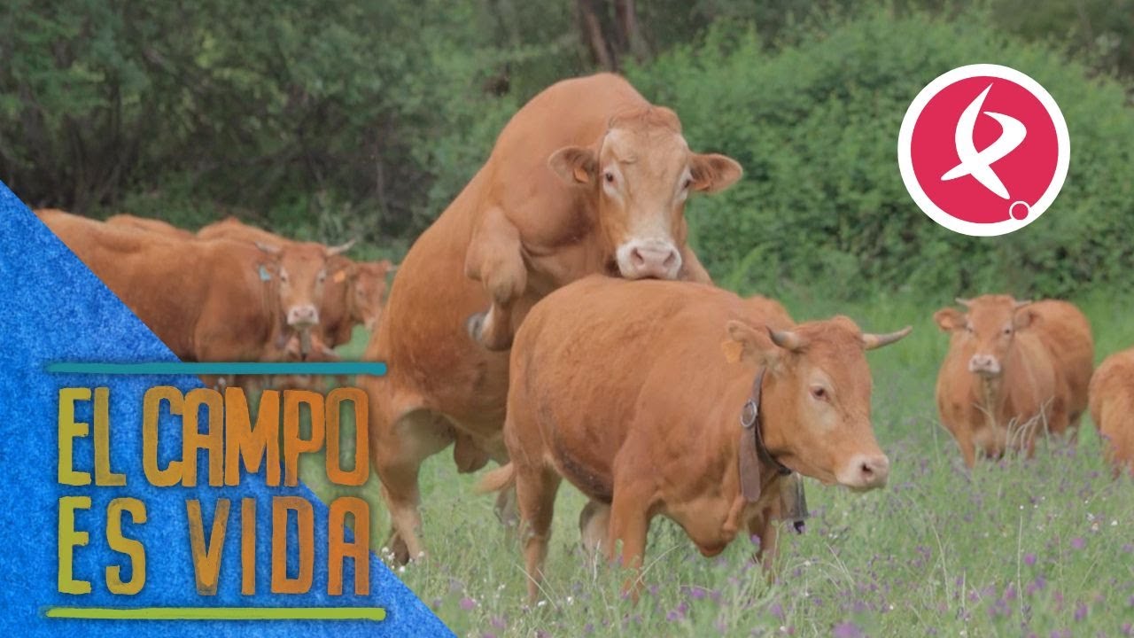 Las vacas más jóvenes de Rosane entran en época de celo | El campo es vida