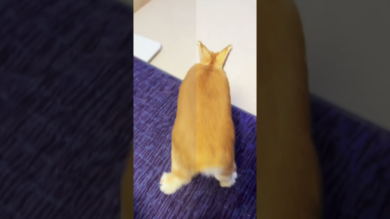 How Cute These Rabbits #amazing #rabbit #bunny #animals #pets #shorts