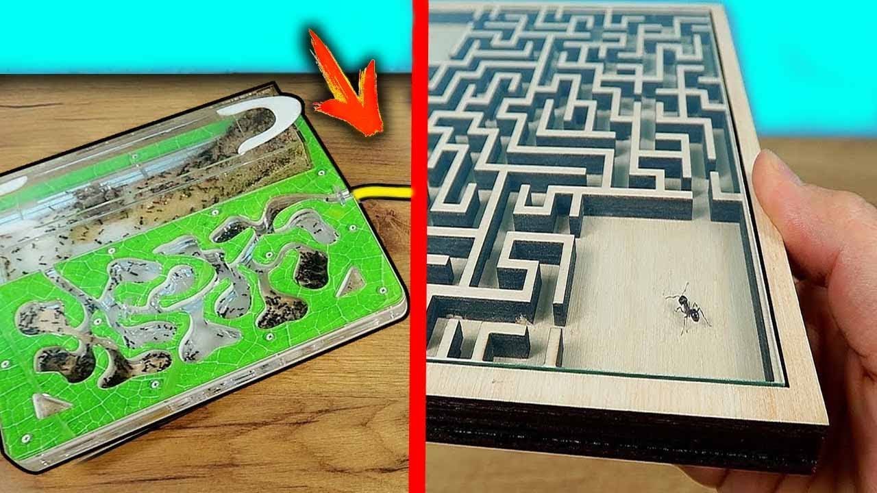 Merging My Formicarium with a Labyrinth: Unexpected Outcome